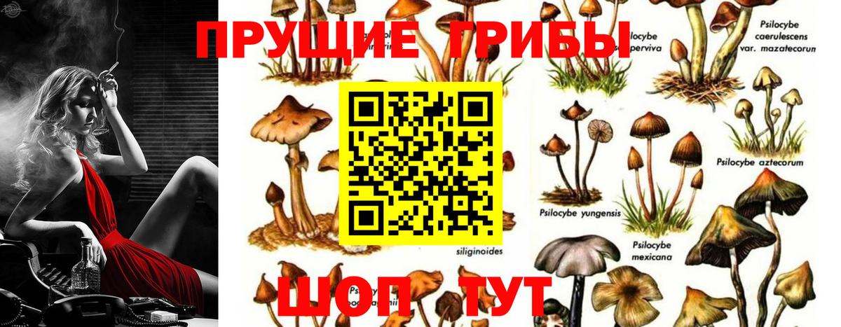 наркошоп  Псилоцибиновые грибы Cubensis  Кувандык  Вход с VPN  Галлюциногенные грибы Cubensis 